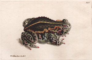 The Mephitic Toad